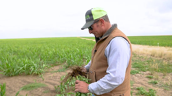 Graziers  Gathering  Cover Crop Grazing for Soil Health  with PJ Kimmel(1080p)